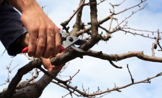 Tree trimming