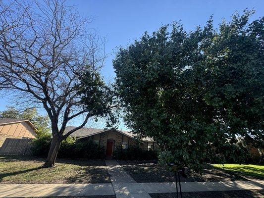 Tree removal , tree pruning, and bush trimming services in Plano tx