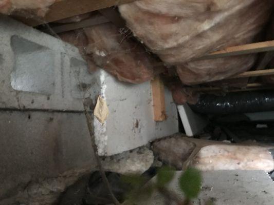 Crawlspaces are great hang outs for bugs and wildlife.