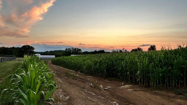 Cornfield at Dusk