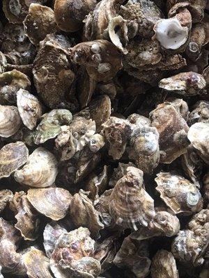 Apalachicola oysters!