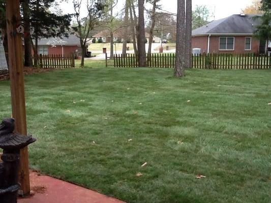 Veterans lawn care guys were awesome, this picture is a few days post 7000 square feet of sod that was laid in the back yard