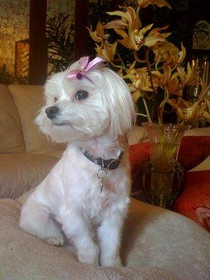 You might have seen this photo on our wall, this is our beloved Roxie. She's an almost 10 year old Maltese, and a sweet girl!