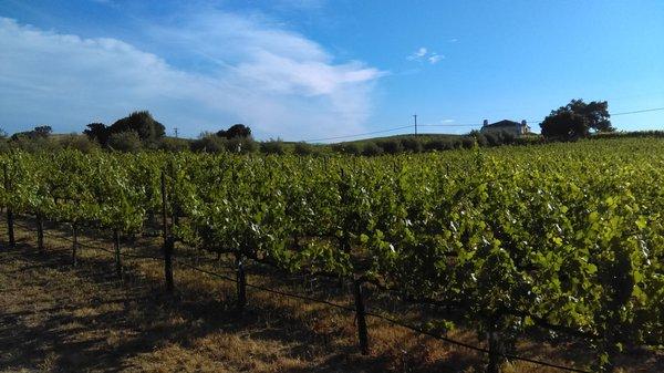 Vineyard in the Spring