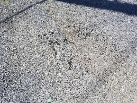 Oil where it had been parked.  Gravel in the area is a little discolored in general.