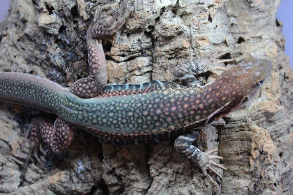 Giant butterfly agama