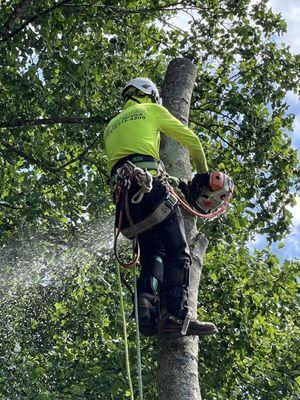 Beaver Tree Service Inc