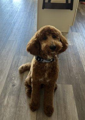 Rocky my golden doodle