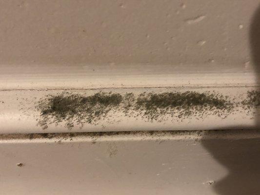 Moss in my home, courtesy of HMS leaving us with no heat for 5 weeks