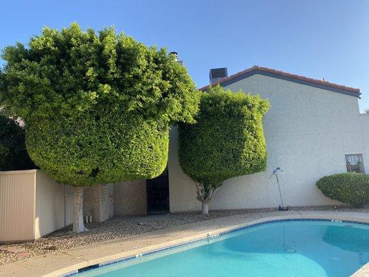 Over grown trees (because they say the don't have ladders). There IS a 72" window behind the tree on the right.