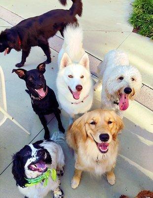 The Boundary loves our four legged residents!  Be sure to join us at our Yappy Hour events for play dates!