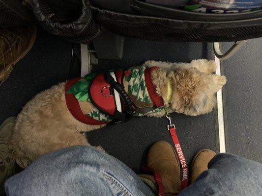 Sadie relaxing on her first plane ride across the country.