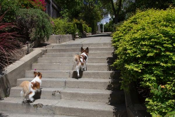 Your 4-legged children will also love our #Berkeley Paths - Oakridge is near Domingo Street shops in #Claremont