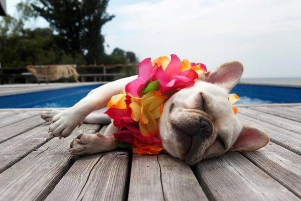 We at want to make your pets next visit as relaxing as a visit to the day spa! Come in, relax, chill with us!