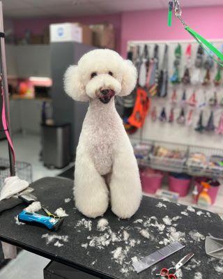 asian fusion poodle