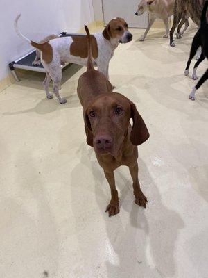 5 year old vizsla