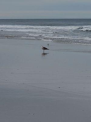 Don't you just love the sea gulls. Peace@ the beach in Avalon. Only off season. :)