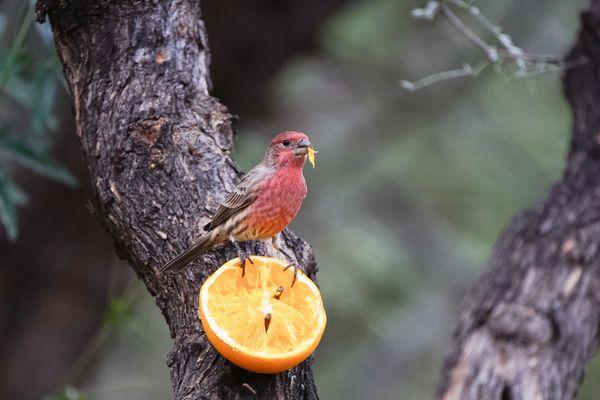 Male house finch