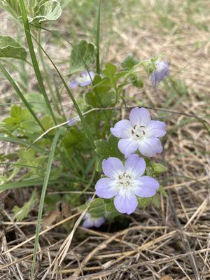 Pretty lavender colored flowers