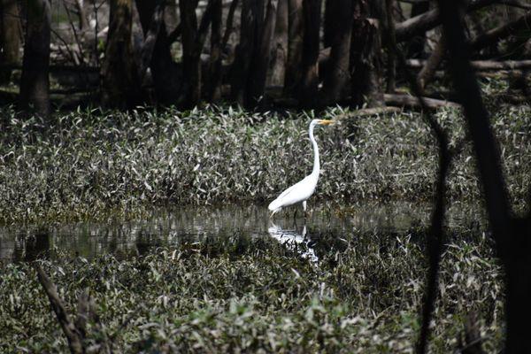 Egret!!