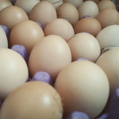 Free range eggs from seachampa's organic farm