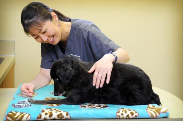 Our patient and caring nurses strive to make every visit comfortable and enjoyable for your furry loved one...