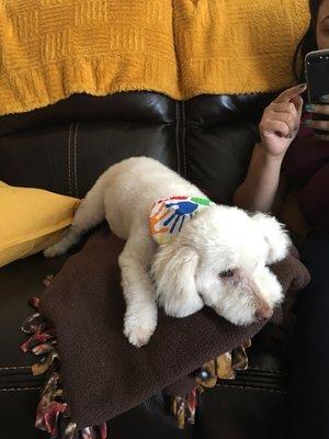 They even gave her a little bandana for being a good sport