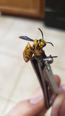 Yellow Jacket