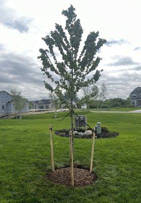 Maple tree instal