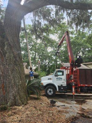 Removal of 80 ft dead red oak against building