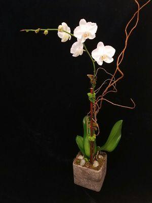 White Orchid Collection