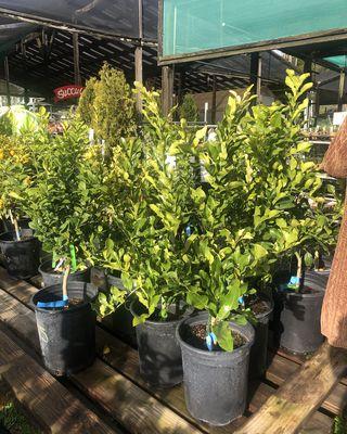 Citrus Trees