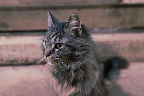 Barn cat that is very friendly and welcoming.