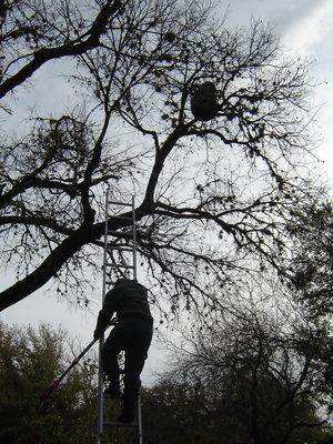 Mexican Honey Wasp nest in the tree