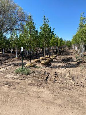 Fruit tree shopping