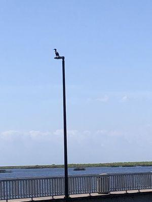 Gull on pole