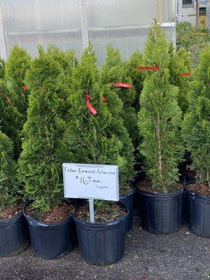 Emerald Arborvitae