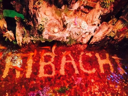 Amazing hibachi sign in the water with all the big fishes!!!