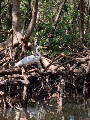 Great Egret