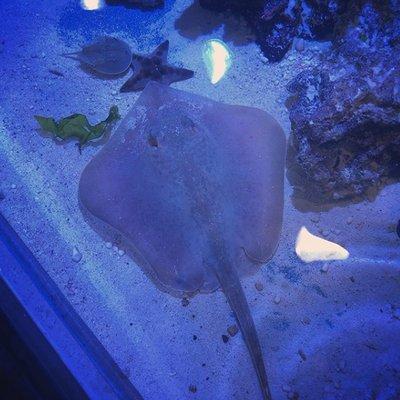 Sting Ray