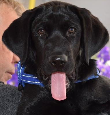 This is our sweet Mac - He is 3 months old and a real sweetheart!! He loves going to Karma Puppy Kindergarten!