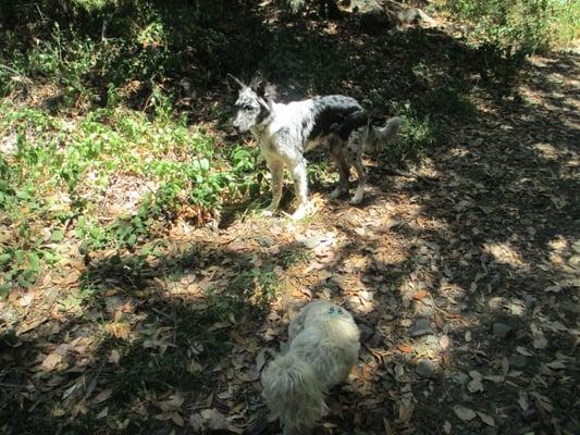 Milo and Randell on the trail