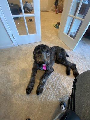 Aspen the Sheepadoodle