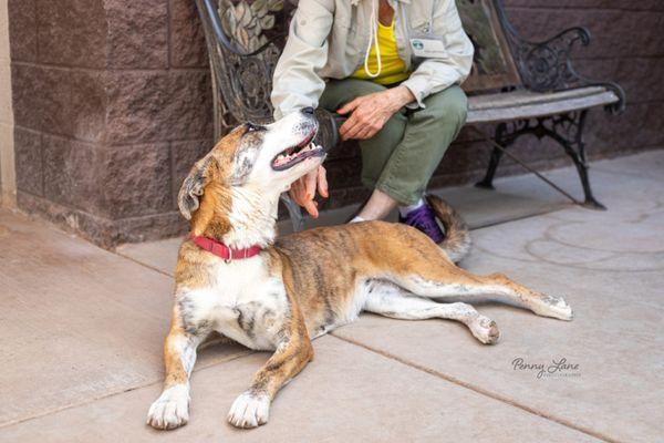 Verde Valley Humane Society