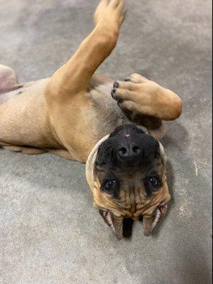 Brutus playing in daycare