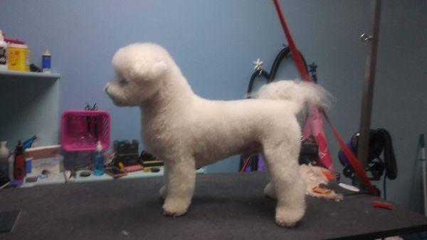 Bichon in a hand scissor modified for a pet show style.