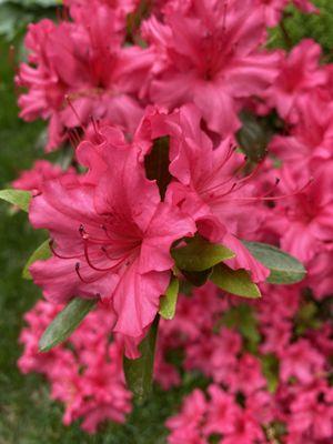 Azalea