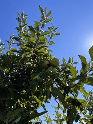 Apple picking