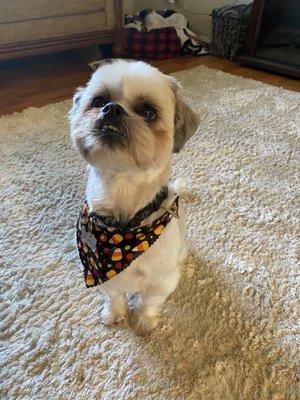 My 16 lb shih Tzu!