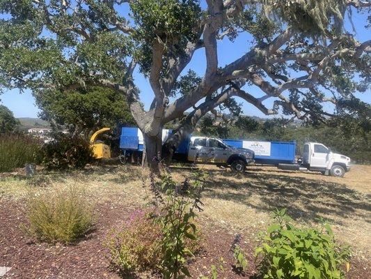 Tree service crew on duty  in Monterey ca